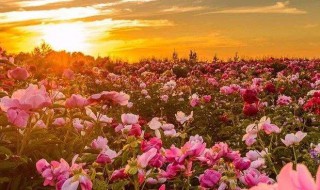 美到极致的中国风句子(美到极致的中国风句子英文)