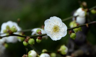 白梅花是什么花 白梅花是什么花打一种动物