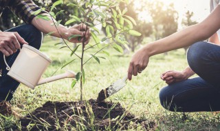 形容家门前的树的句子（形容家门前的树的句子唯美）