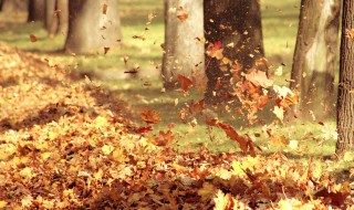 描写落叶景色优美句子（描写落叶景色优美句子摘抄）