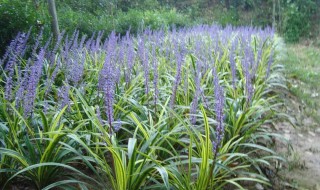 花土偏碱性怎么解决（花土偏碱性怎么办）