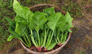 夏菠菜种植时间和方法 夏菠菜什么时候种最合适