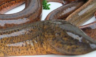 黄鳝酒的家常做法（黄鳝酒的家常做法大全窍门）