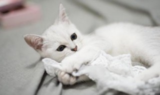 猫咪非常爱叫怎么解决 猫咪特别爱叫怎么办