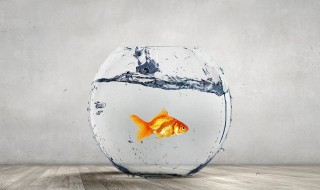 金鱼甩籽后的正确方法 金鱼甩籽后多久能再甩