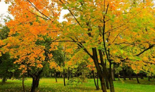 描写秋天树林美的句子（赞美秋天树林的句子）