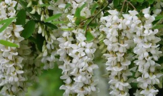 有关槐花的比喻句（有关槐花的比喻句有哪些）