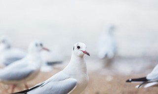 烤鸽子怎么做（烤鸽子配方腌制做法）