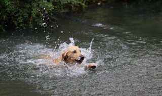 水贼过河甭使狗抛的意思 水贼过河甭使狗抛是什么意思