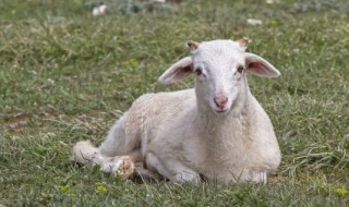 杀羊怎么杀 怎么杀羊