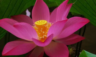 隰有荷华山有扶苏意思 山有扶苏,隰有荷华全诗