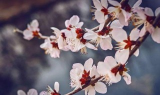 形容春天花的句子 形容春天花的句子有哪些