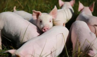 杀猪局是什么意思 游戏杀猪局是什么意思