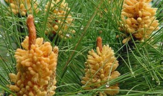 松花粉的营养价值 松花粉的营养价值是什么