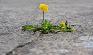 清拌蒲公英如何做 蒲公英怎样拌好吃