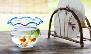 金波子鱼怎么区分公母（金波鱼怎么分辨公母?）