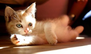 形容动物开心的夸张句子（描写动物开心的句子）