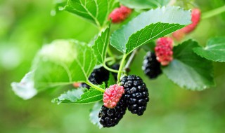 哪四类人不宜吃桑葚 哪四类人不宜吃桑葚干