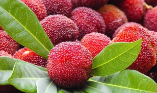 杨梅泡酒能放多长时间（杨梅泡酒能放多长时间?）