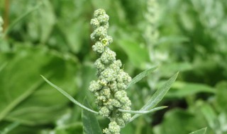 藜的营养价值 藜芦有什么作用