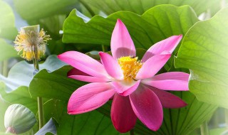 秀色掩今古荷花羞玉颜什么意思 荷花羞玉颜,秀色掩古今