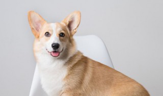 描写小狗的好句（关于描写小狗的好句）