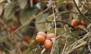 羊奶果的功效与作用（羊奶果的功效与作用图片）