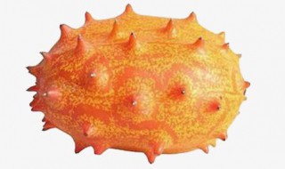 刺角瓜的功效与作用 刺角瓜的功效与作用及禁忌