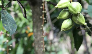 香榧是什么东西 香榧的介绍
