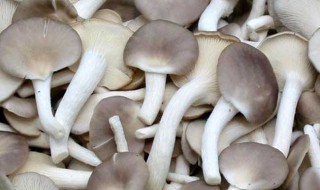 秀珍菇如何辨别好坏 秀珍菇辨别好坏的方法