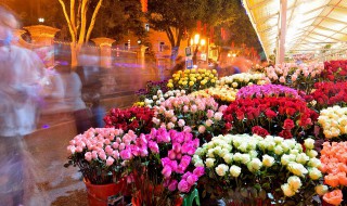 万紫千红的近义词是什么(万紫千红是近义词吗)