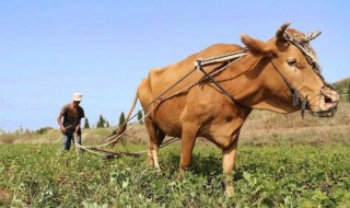 黄牛的象征意义是什么(黄牛象征的意义是什么?)