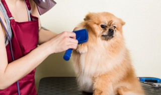 博美犬怀孕期间吃什么食物好 怀孕的博美吃些什么