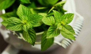 薄荷和什么一起泡水喝好 薄荷和什么搭配泡水喝