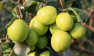 青枣糖分高吗 青枣糖分高吗减肥能吃吗