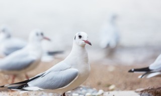鸽子清蒸怎么做（鸽子清蒸怎么做最好吃）