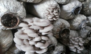 白蘑菇的搭配禁忌 白蘑菇与什么搭配有营养