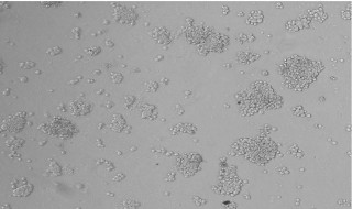 原代培养的特点（原代培养的特点包括）