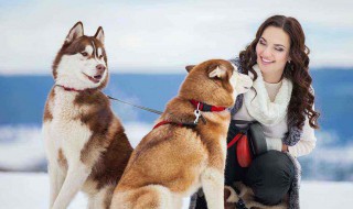 为什么狗在树林里迷路回不了家 狗会迷路找不到家吗