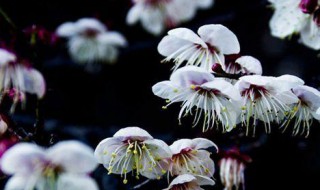 云南山梅花介绍（云南山梅花介绍?）