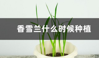 香雪兰几月种植 香雪兰几月种植过年会开花?