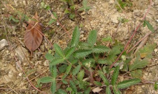 为什么植物的根向下生长 植物的根部为什么向下生长