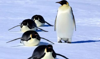 企鹅脚印像什么形状（企鹅脚印像什么形状图片）