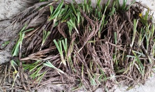 独脚仙茅的功效与作用（独脚仙茅的功效与作用及药用价值）