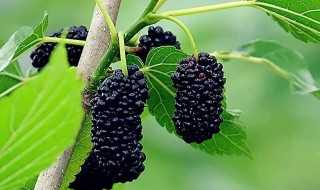 含硒第一名的水果 含硒第一名的蔬菜