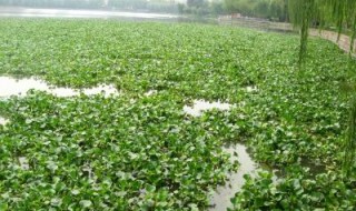 为什么水葫芦能漂浮在水面（为什么水葫芦能漂浮在水面呢）