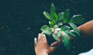 为什么苔藓对植物的生长有利 苔藓影响植物生长吗