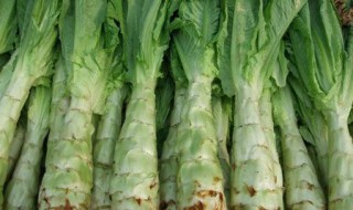 莴笋的长期储存方法（莴笋怎么可以保存时间长点）