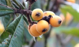 枇杷核能吃吗 枇杷核能吃吗?百度百科