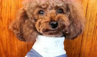 泰迪怎么训练 泰迪怎么训练站着走路